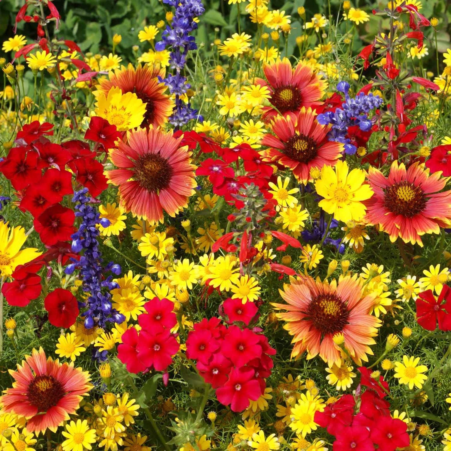 Texas & Oklahoma Wildflower Seed Mix – 1 lb. Drought-Tolerant, Blend of Annual &