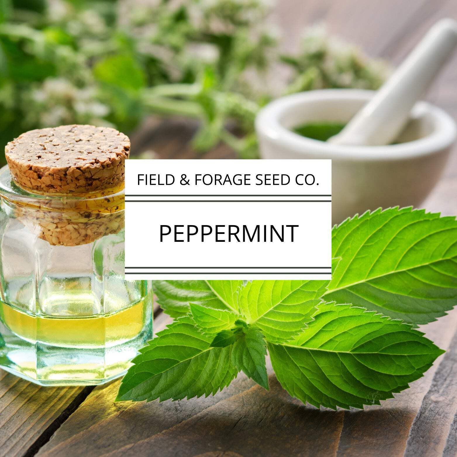 Peppermint | Mentha piperita | Heirloom | Non-GMO | 200 Seeds