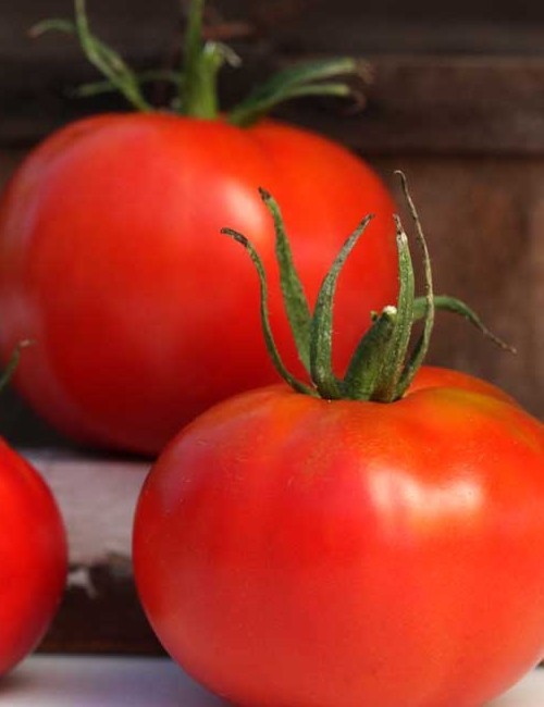 Marglobe tomato seeds non-gmo heirloom open pollinated