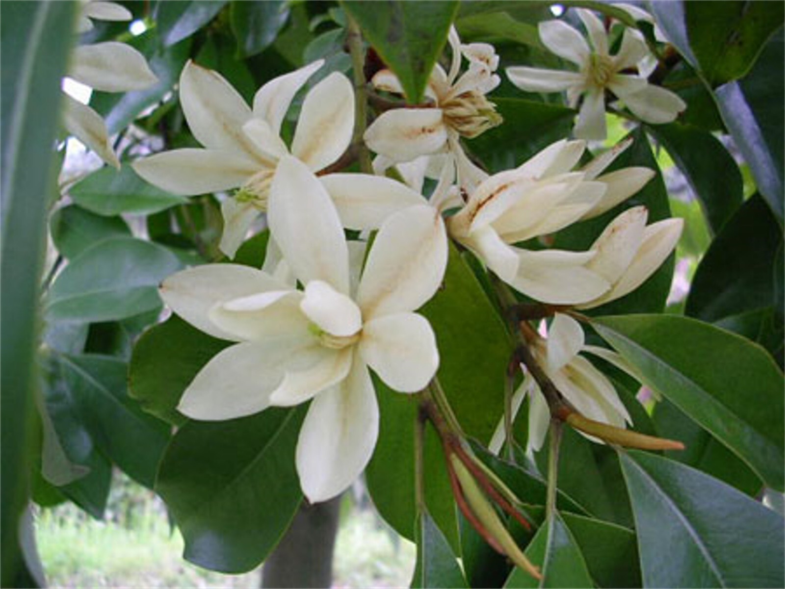 Michelia Macclurei Rare Magnolia Tree, 100 Seeds Fragrant Evergreen Tree