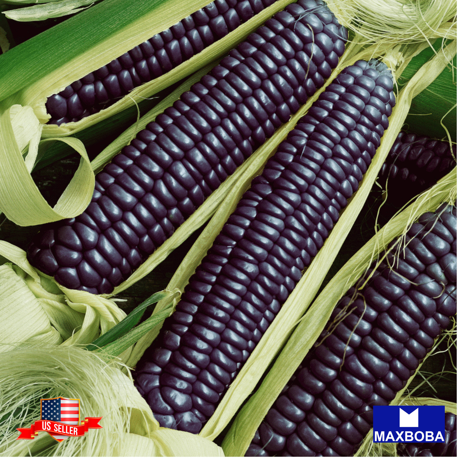 05 Blue Hopi Corn Fresh Seeds -Non-GMO Heirloom Vegetable