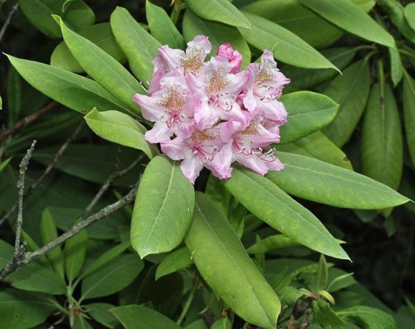 Rhododendron macrophyllum | Coast Rhododendron | California Rose-Bay | 25 Seeds