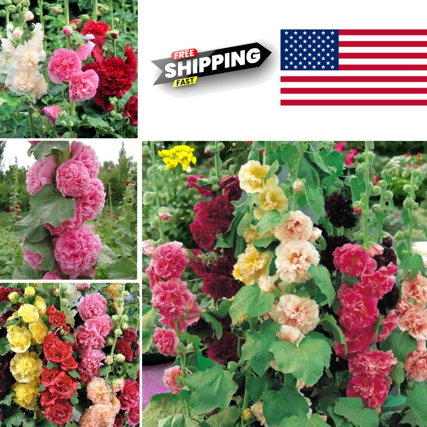 100pcs Double Hollyhock Seeds Radiant Rose Mixed Colors Non GMO Heirloom Flowers