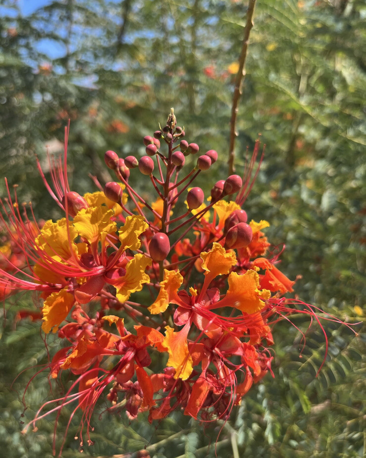 Pride of Barbados, Poinciana, Peacock flower, Red bird of paradise, 15 seeds