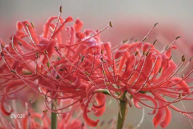 Lycoris radiata – Red Spider Lily – Magic Lily – 500 US-grown Flower Bulbs