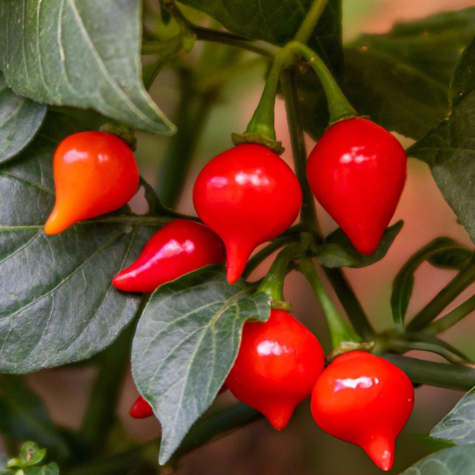 20 – Pepper Seeds – Fresh Harvest of Authentic 2025 – Biquinho Red – B 10