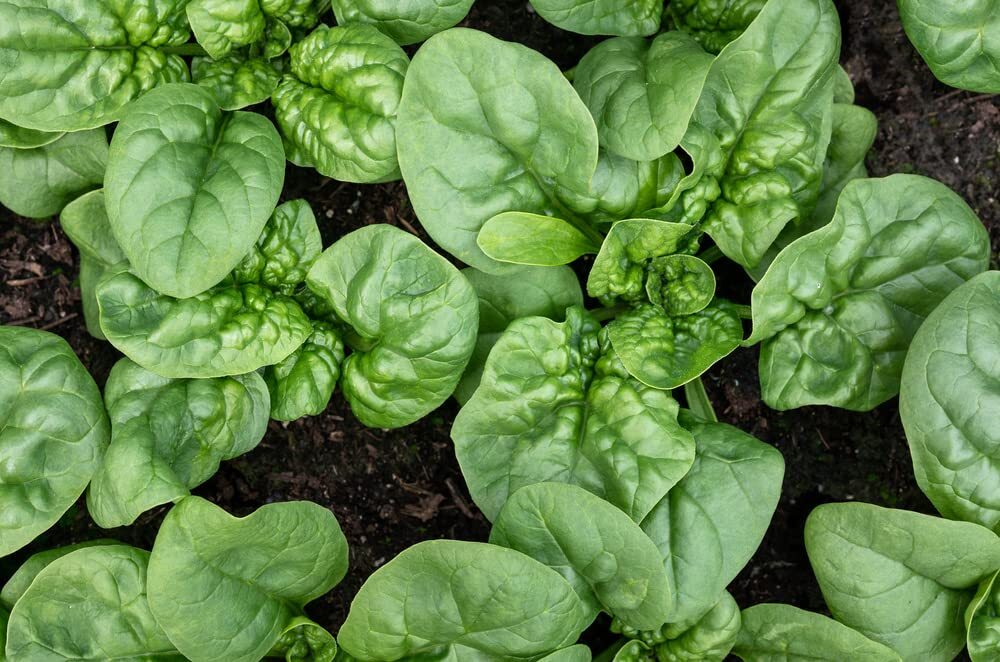 Bloomsdale Spinach Seeds | Non-GMO | Organic | Heirloom | Free Shipping