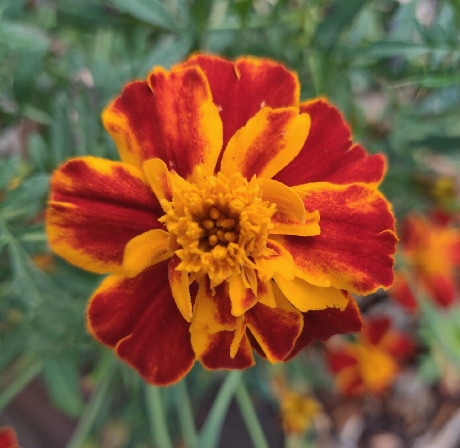 Sparky Mix Marigold Seeds / 200+ / Free Shipping
