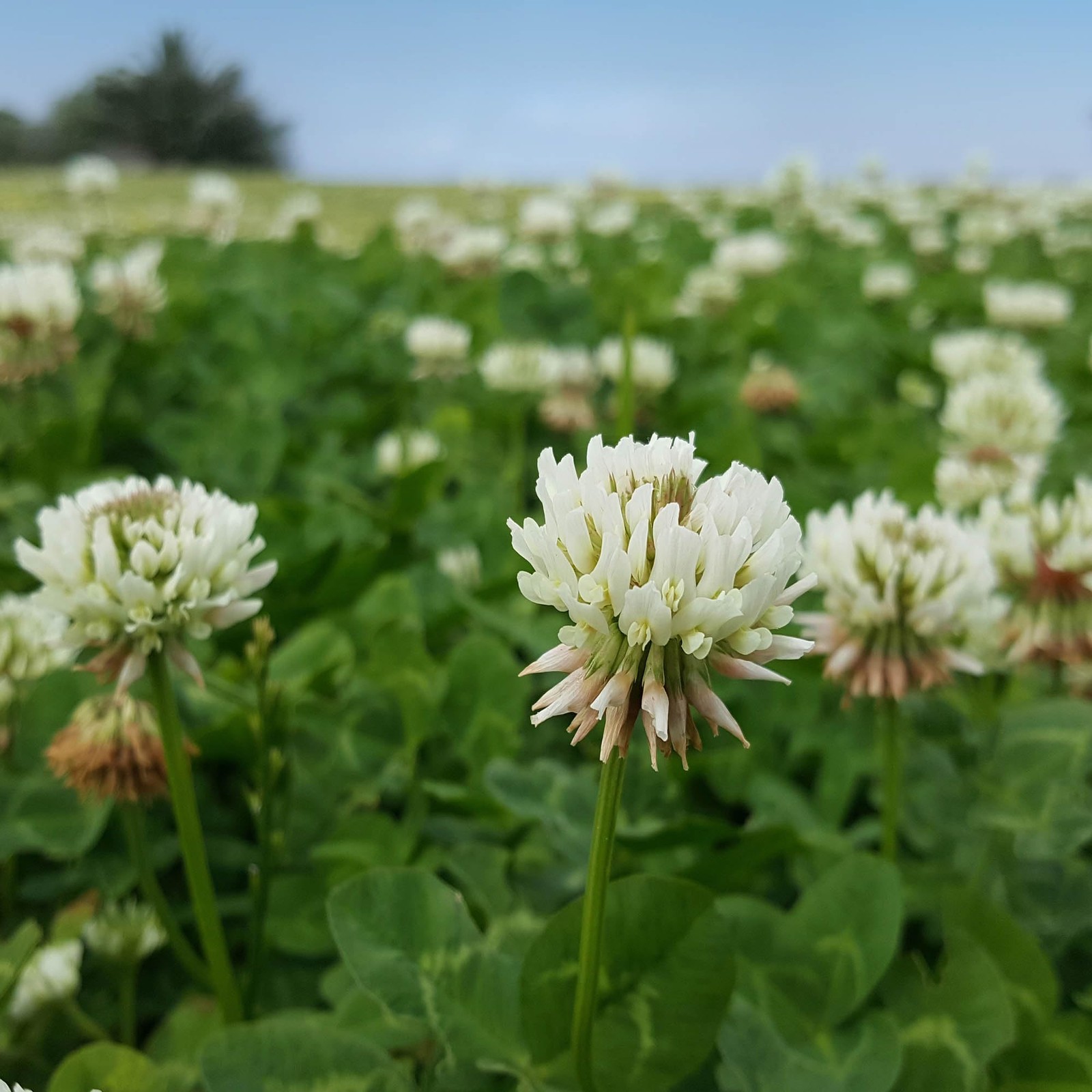 Outsidepride Perennial White Dutch Clover Seed – 1 lbs. Nitrocoated, Inoculated