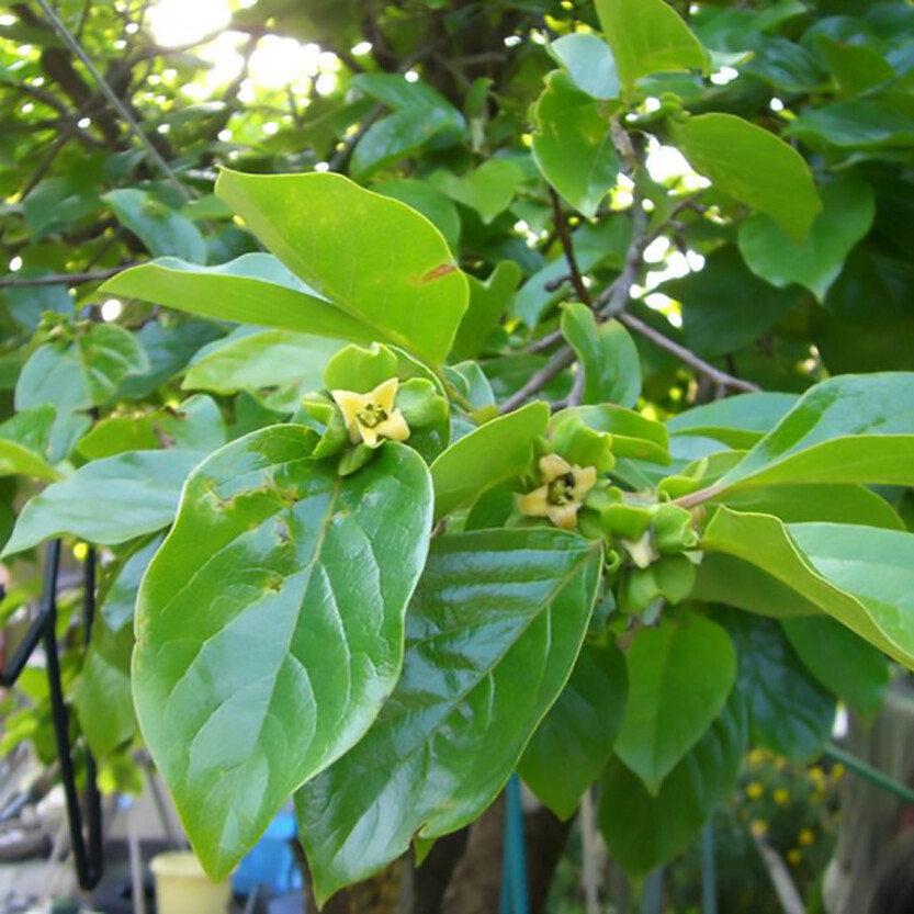 Japanese Persimmon, Diospyros kaki, Tree Seeds
