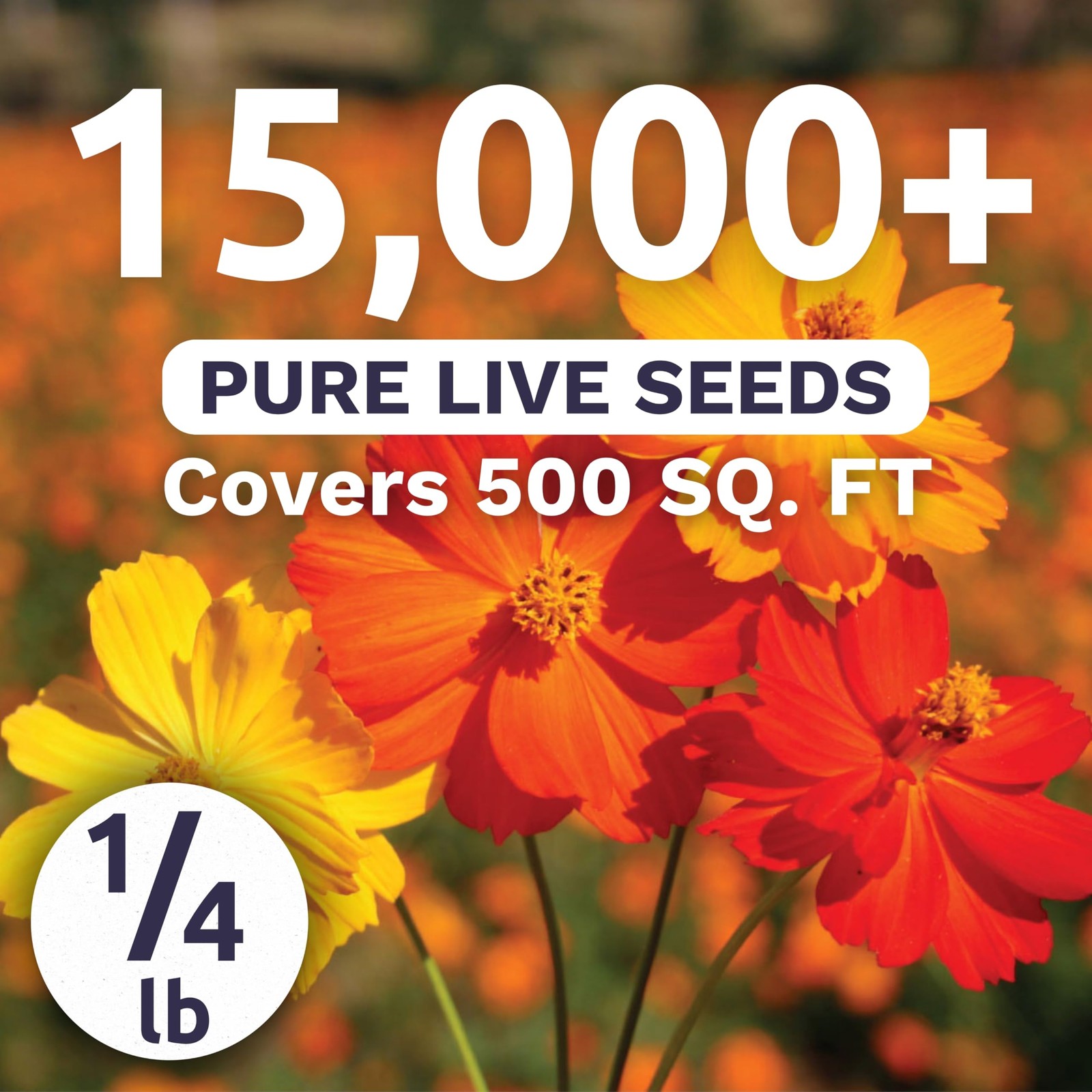 Sulphur Cosmos Bright Lights Mix Bulk 1/4 Pound Pouch 15,000 Flower Seeds …