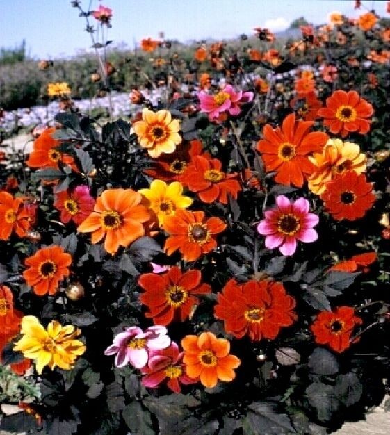40 Dahlia Bishop’s Child Mix seeds