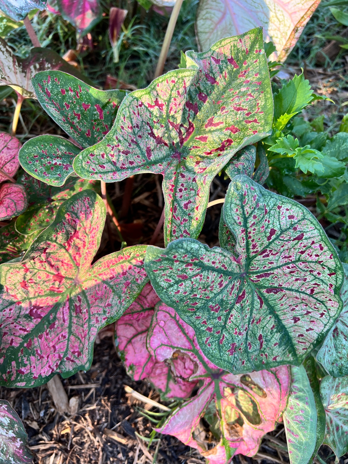 Blue Buddha Farm: ‘Spicy Lizard’ Caladium – Exotic Foliage with a Twist (2