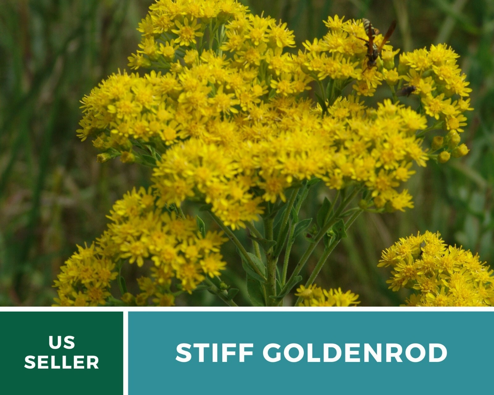 Goldenrod, Stiff- 100 Seeds – Pollen source late in the season (Solidago rigida)