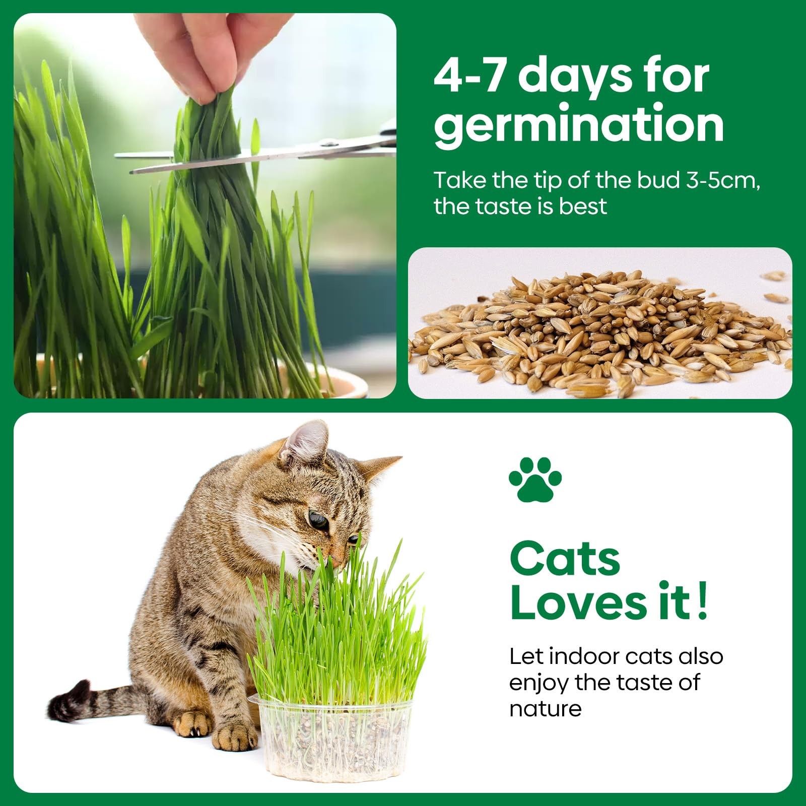 Cat Grass Seeds, 4 Ounce