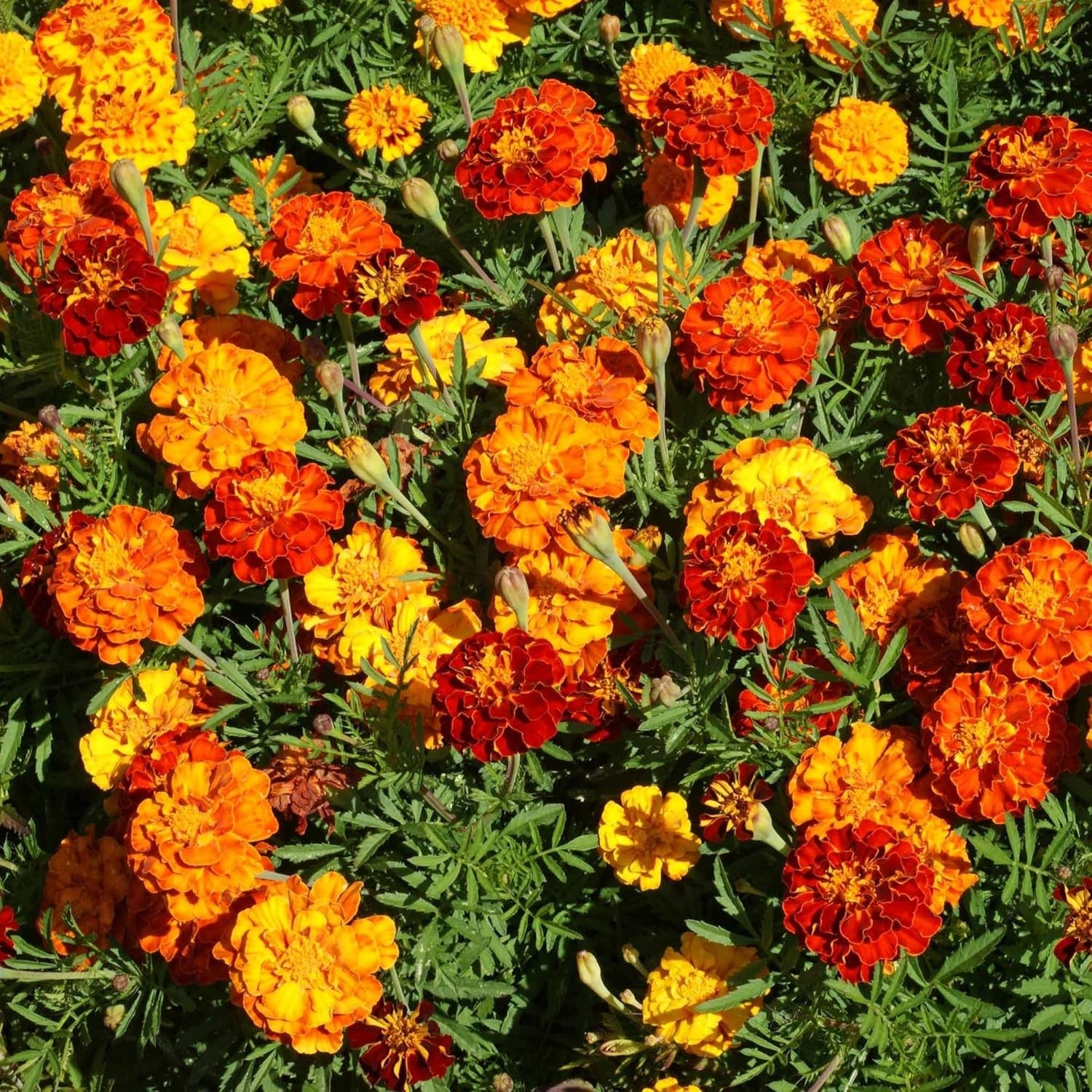 Tagetes Patula Mix French Marigold Seed – Compact & Vibrant