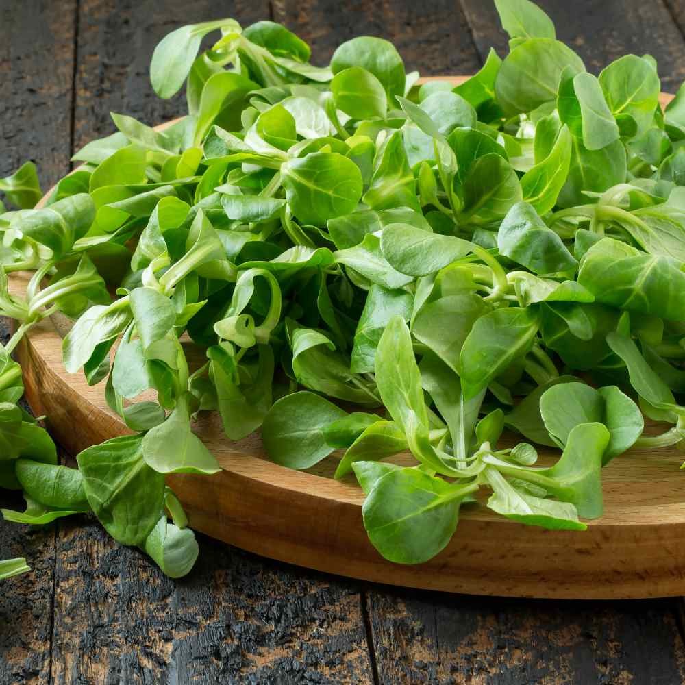 1000 Seeds Corn Salad Seeds – Mache Vegetable Seed