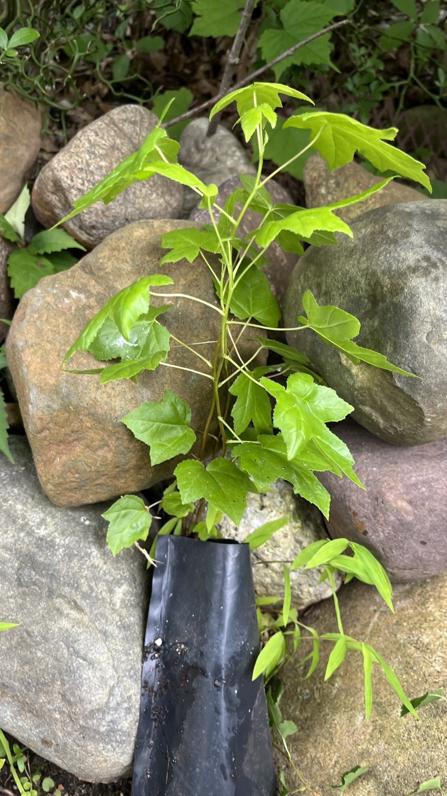 Sweetgum (Liquidambar styraciflua), 1-2 year old, One plant 10-16 inches tall