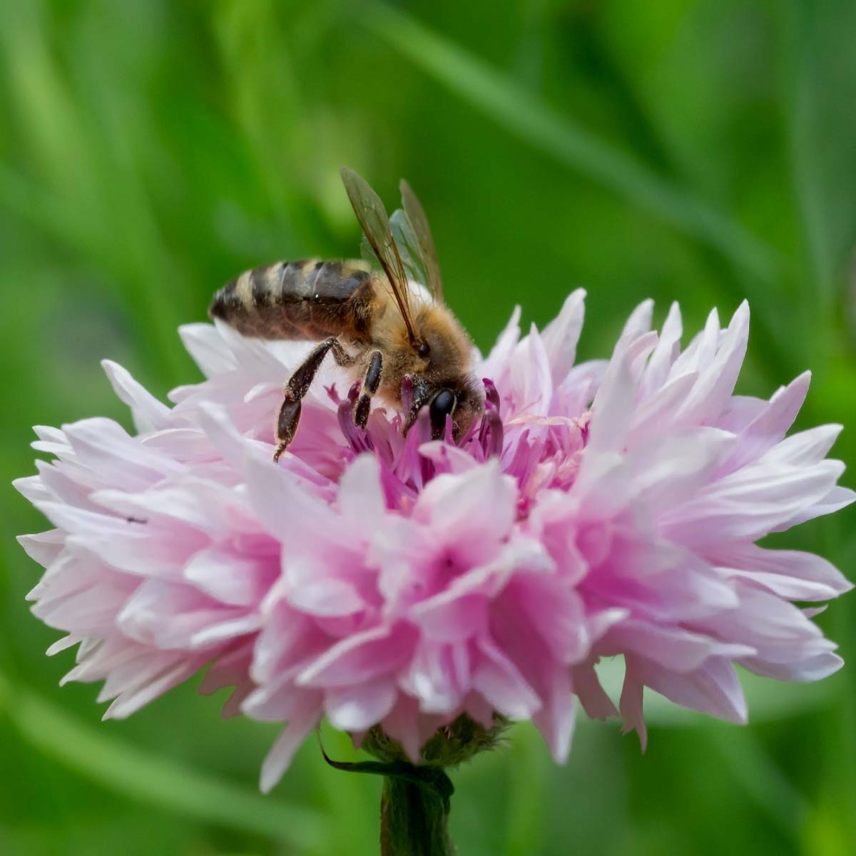 500+Pink CORNFLOWER Seeds Bachelor Button Cut Dried Flowers Garden Container