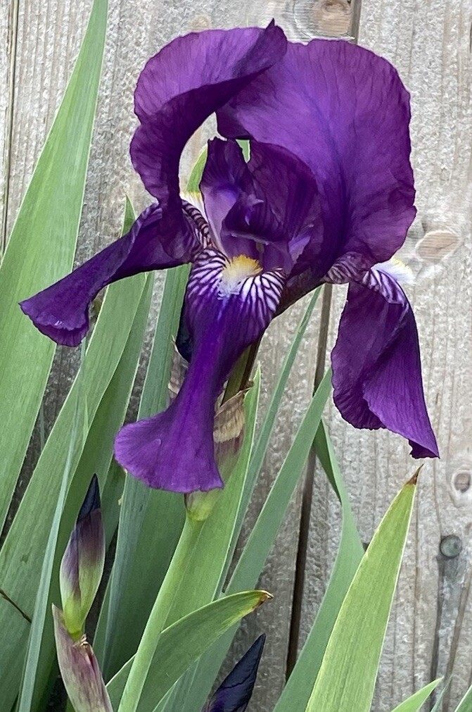 3 Assorted Purple Bearded Iris Bulbs / Rhizomes Purple Live Plant