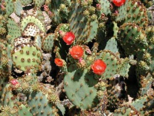 Opuntia engelmannii var. aciculata Old Man Whiskers 10 seeds