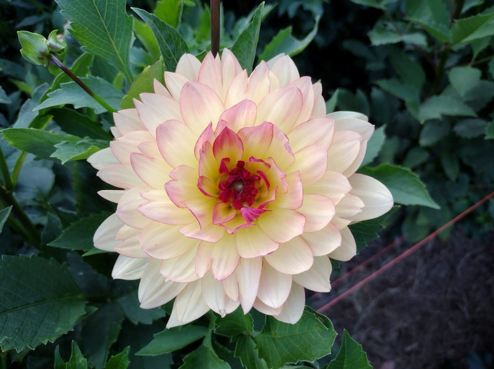 Home Grown Dahlia Flower Tuber Bulb Bundle Lot 10-50 Grower’s Choice Tubers