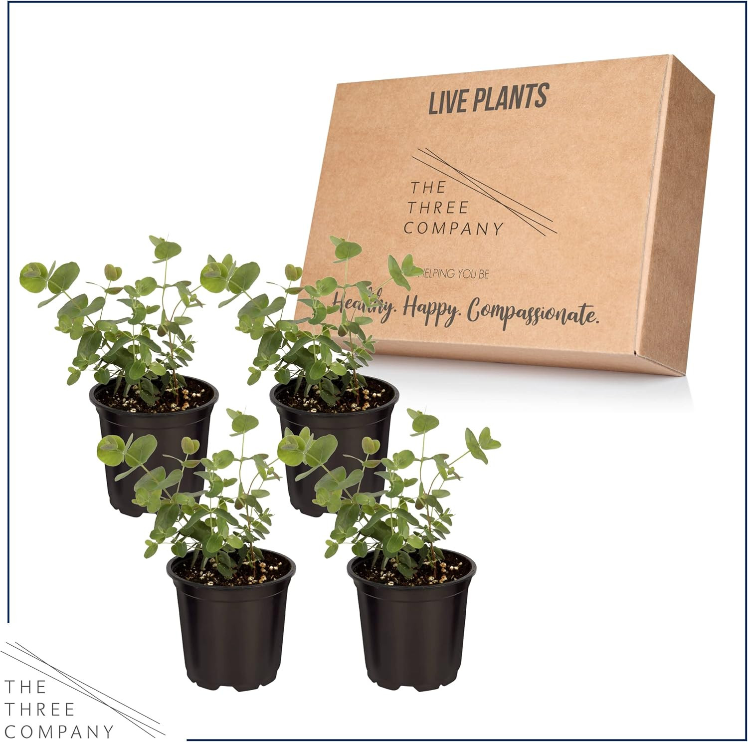 Live Eucalyptus (4 per Pack) – Aromatic and Enhancer, Natural Air Purifier, 10″
