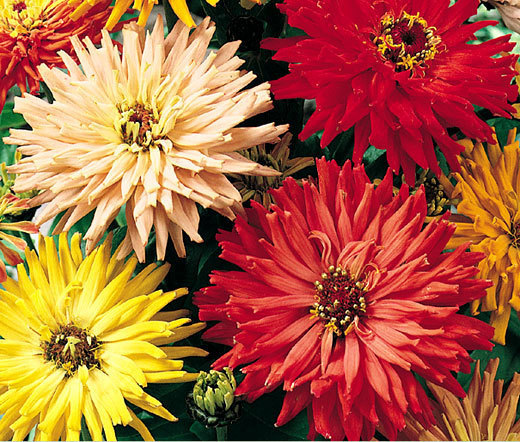 ZINNIA CACTUS MIX Zinnia Elegans – 1,200 Bulk Seeds