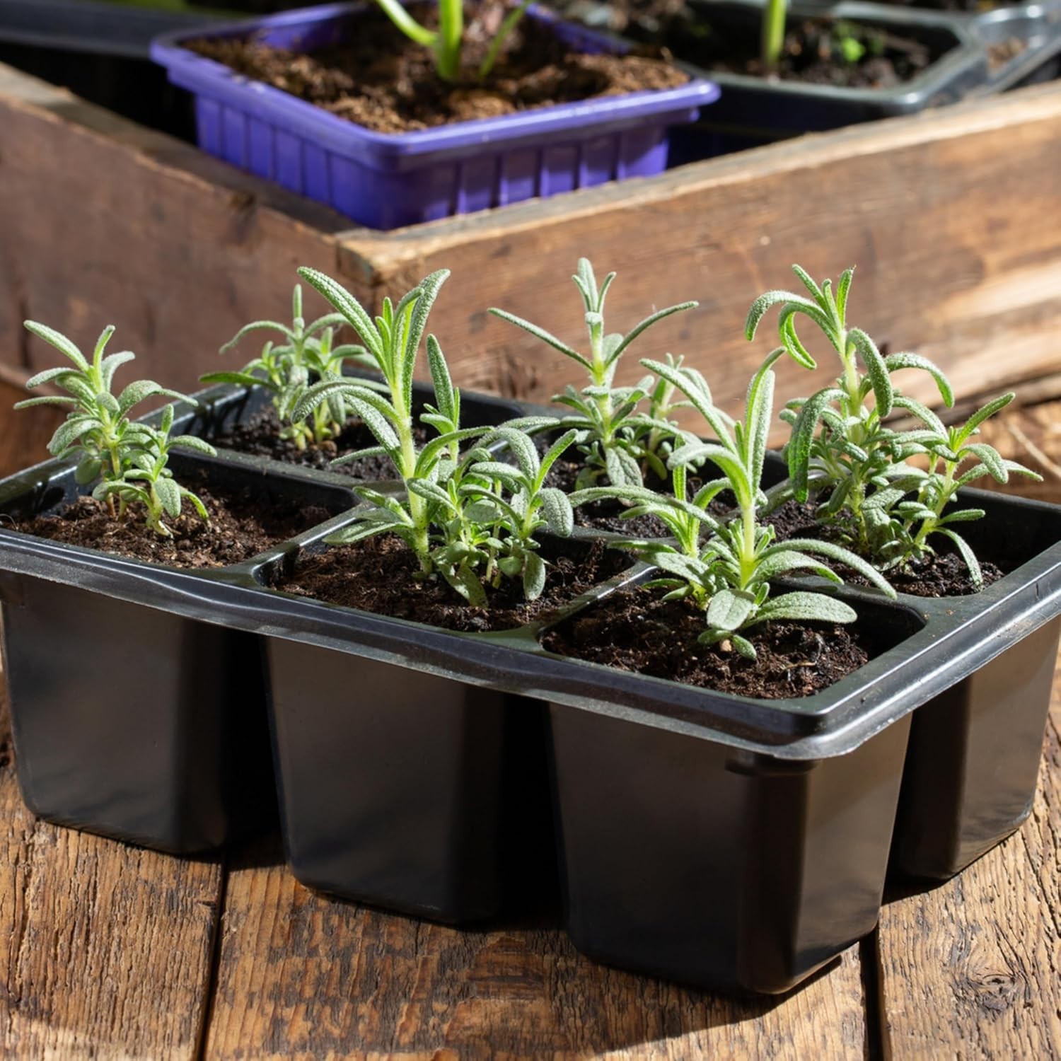 Non-GMO Heirloom Rosemary Seeds – Grow Culinary & Medicinal Herbs -Round