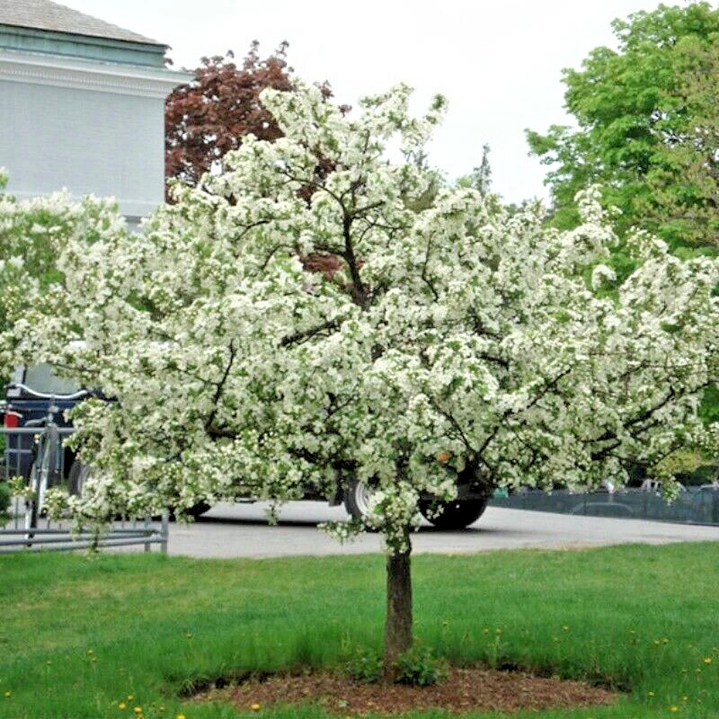 Sargent’s Crabapple Tree | Premium Seeds | Malus sargentii ‘Spring’ | Plants’®