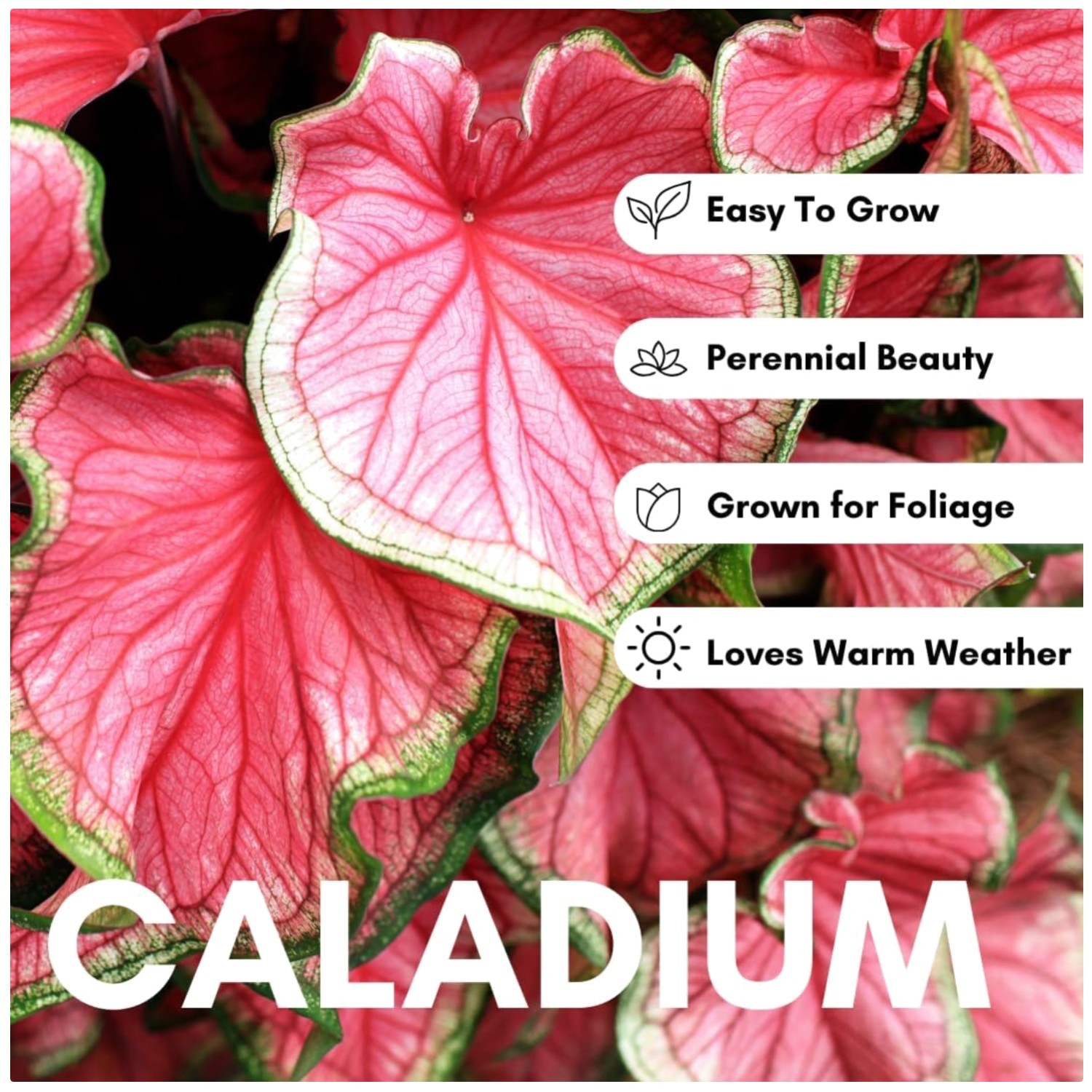 Pinky Swear Caladium Bulbs – 6-Pack