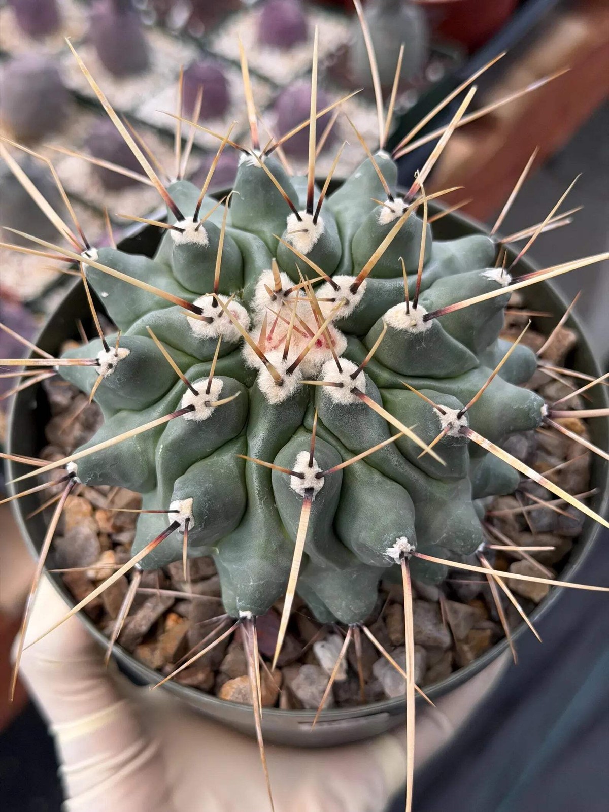 Thelocactus Rinconensis | Seed‑Grown Rare Cactus | Live Plant