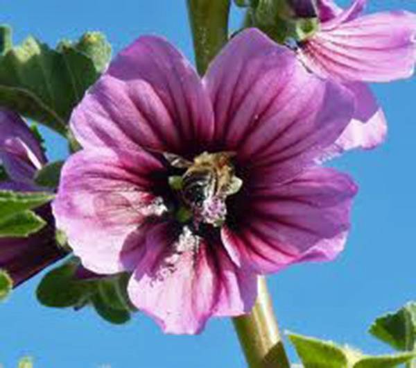 ROSE MALLOW, 100 SEEDS, BEAUTIFUL BRIGHT ROSE FLOWERS, FLOWER, GARDEN