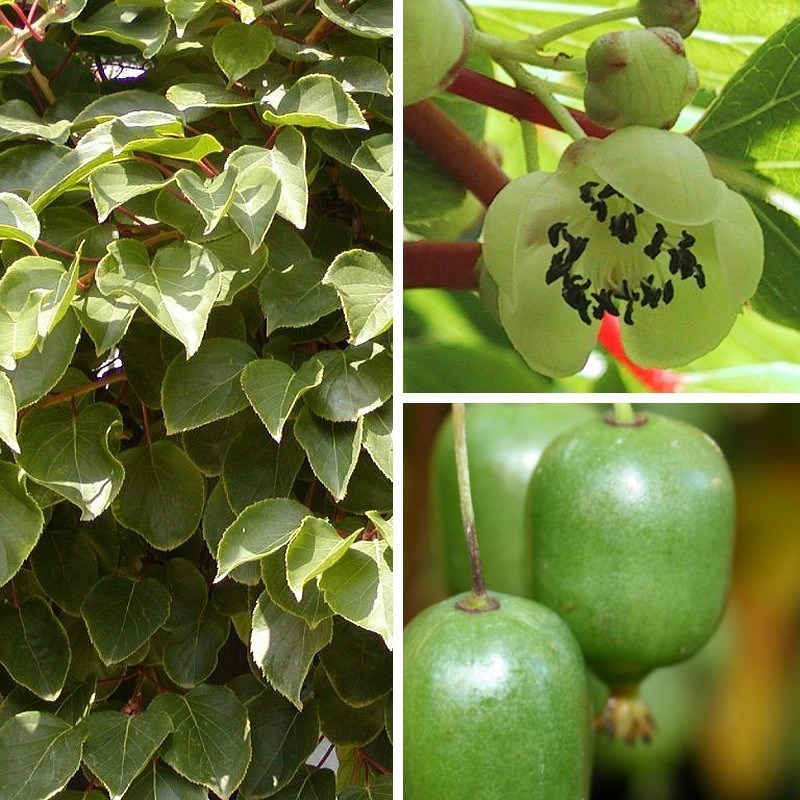 Issai Kiwi Seeds! Grows 100 #’s of mini fruits per plant! No Fuzz
