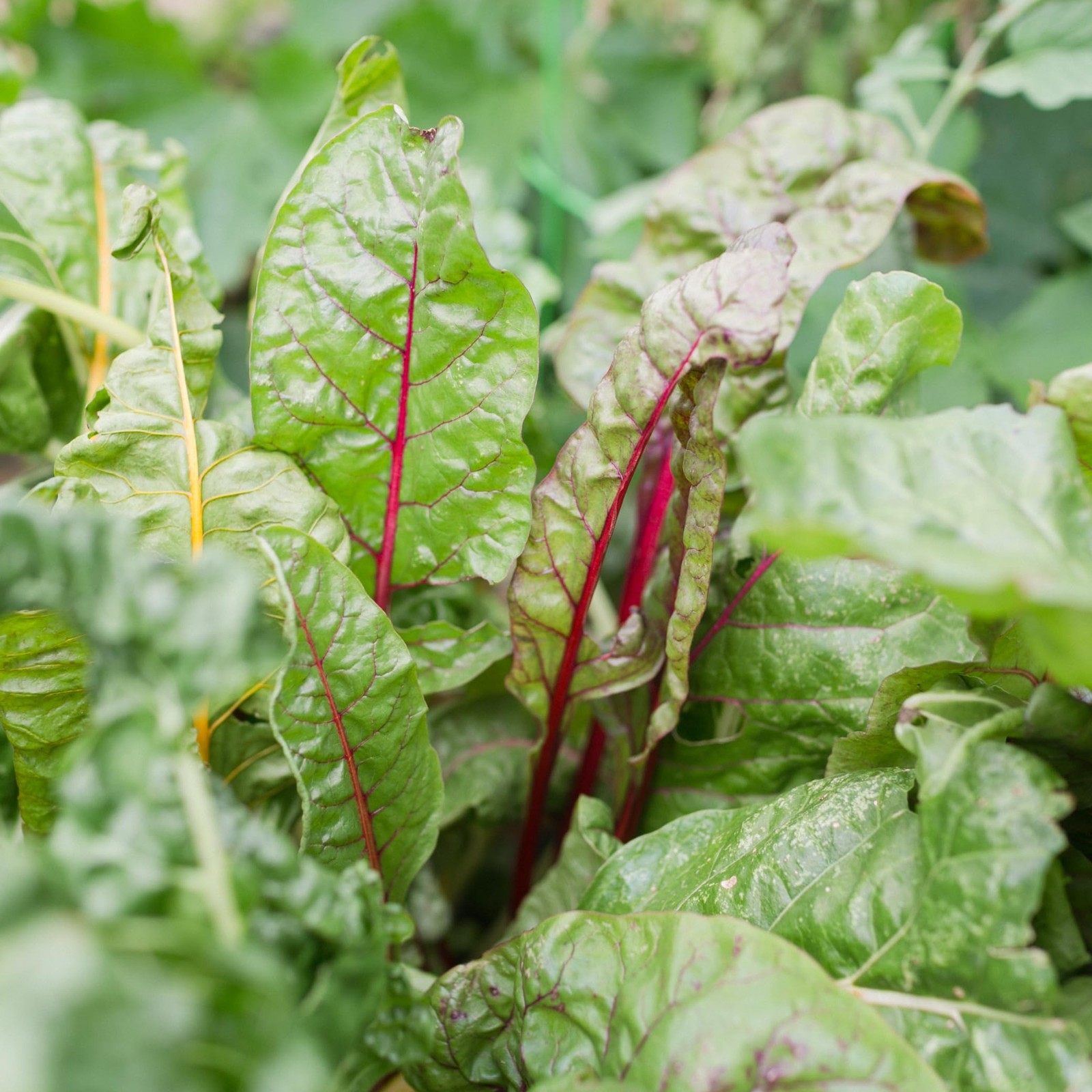 Certified Organic Leafy Greens Lettuce Seeds Collection (10-Pack) – 100% Non …