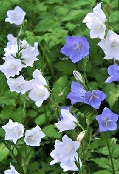 PEACH LEAF BELLFLOWER, 250 SEEDS BLUE AND WHITE MIX, 2″ LONG LARGE FLOWERS, EZ