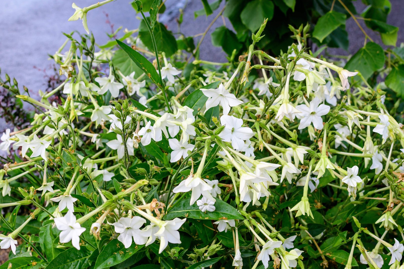 200 JASMINE AZTEC NICOTIANA Alata (Ornamental Flowering Tobacco) Flower Seeds