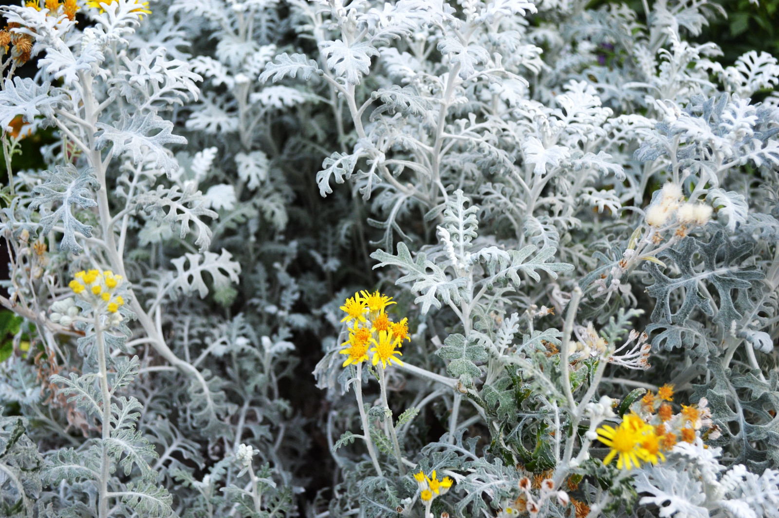 Dusty Miller Seeds – For 2025 Planting Senecio Cineraria Fuzzy Silver White Leaf