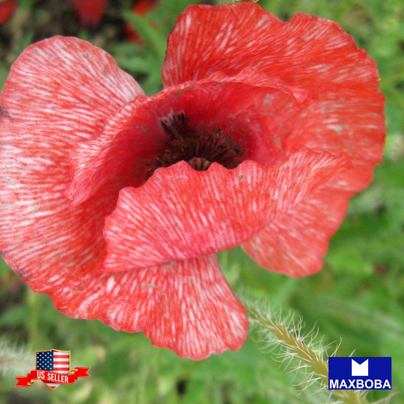 5000+ Shirley Poppy Seeds Double Mixed Non-GMO BOGO 50% OFF