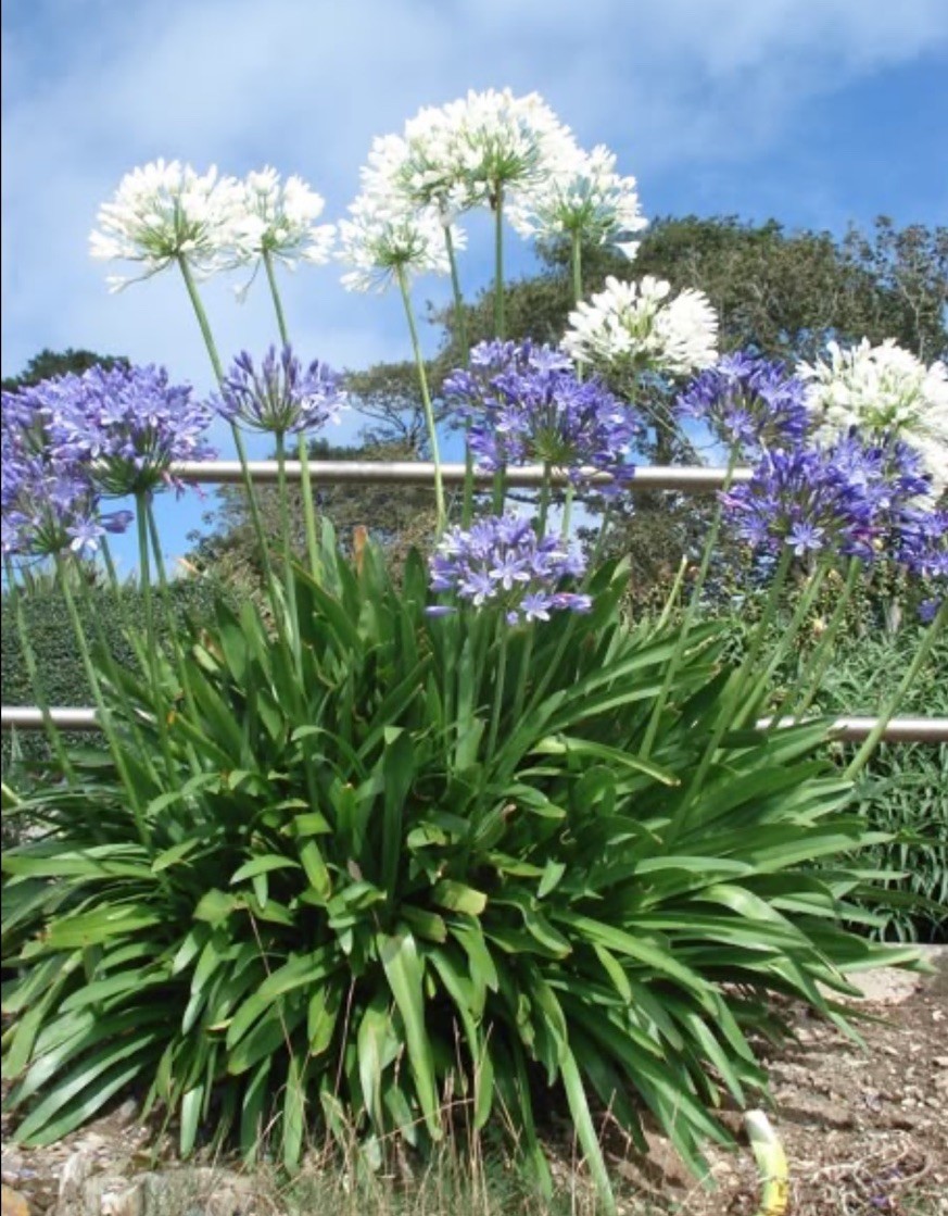 ~35+ Seeds Giant White Agapanthus – Lily Of The Nile – Beautiful Display