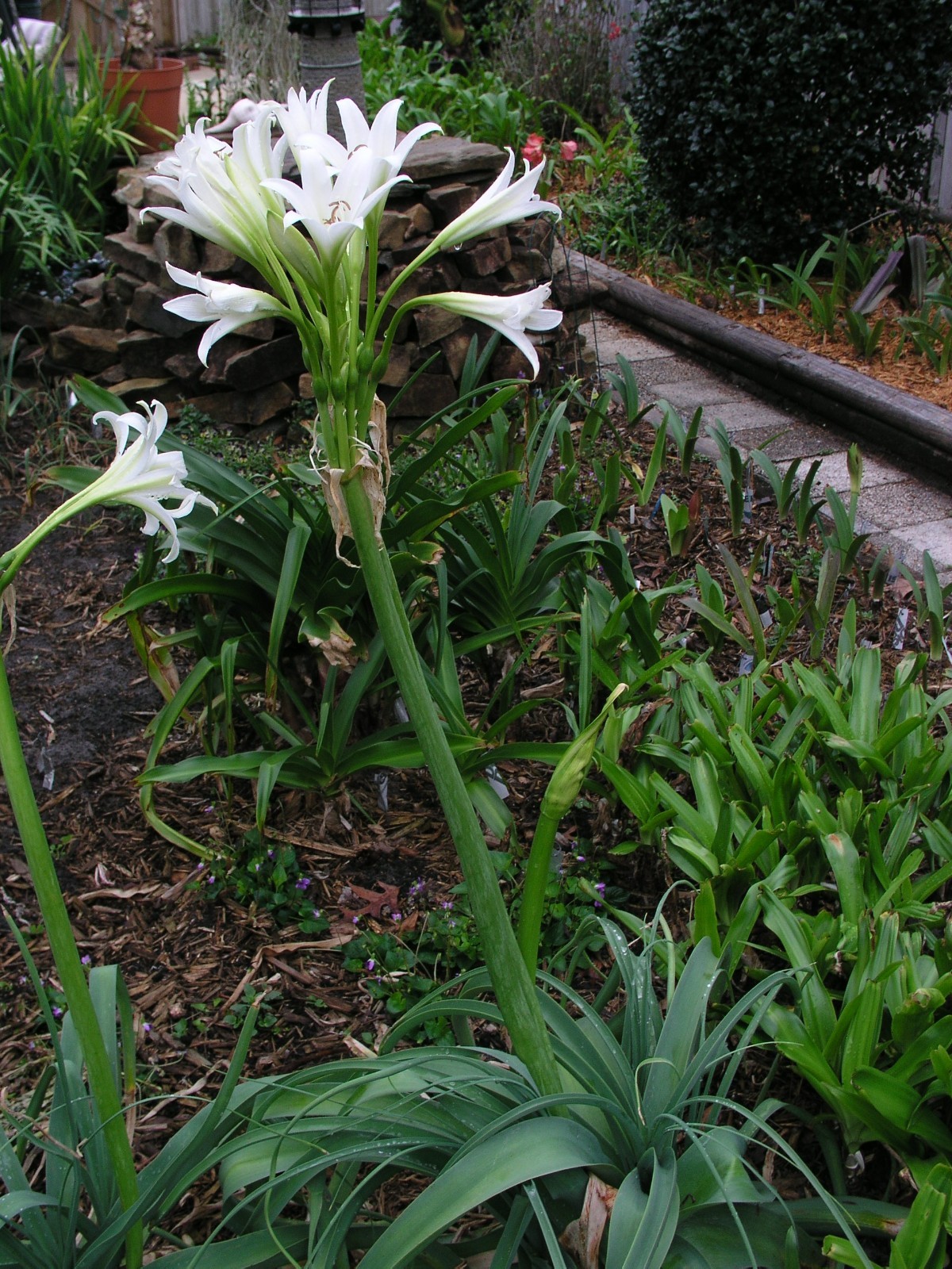Crinum Lily, Bulbispermum Album ‘White Oak’, small-size bulb NEW