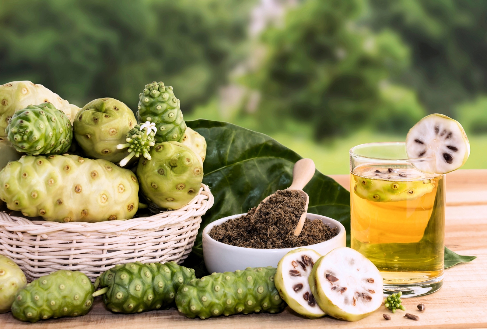 20 NONI Cheese Fruit Great Morinda Citrifolia Indian Beach Mulberry Shrub Tree S
