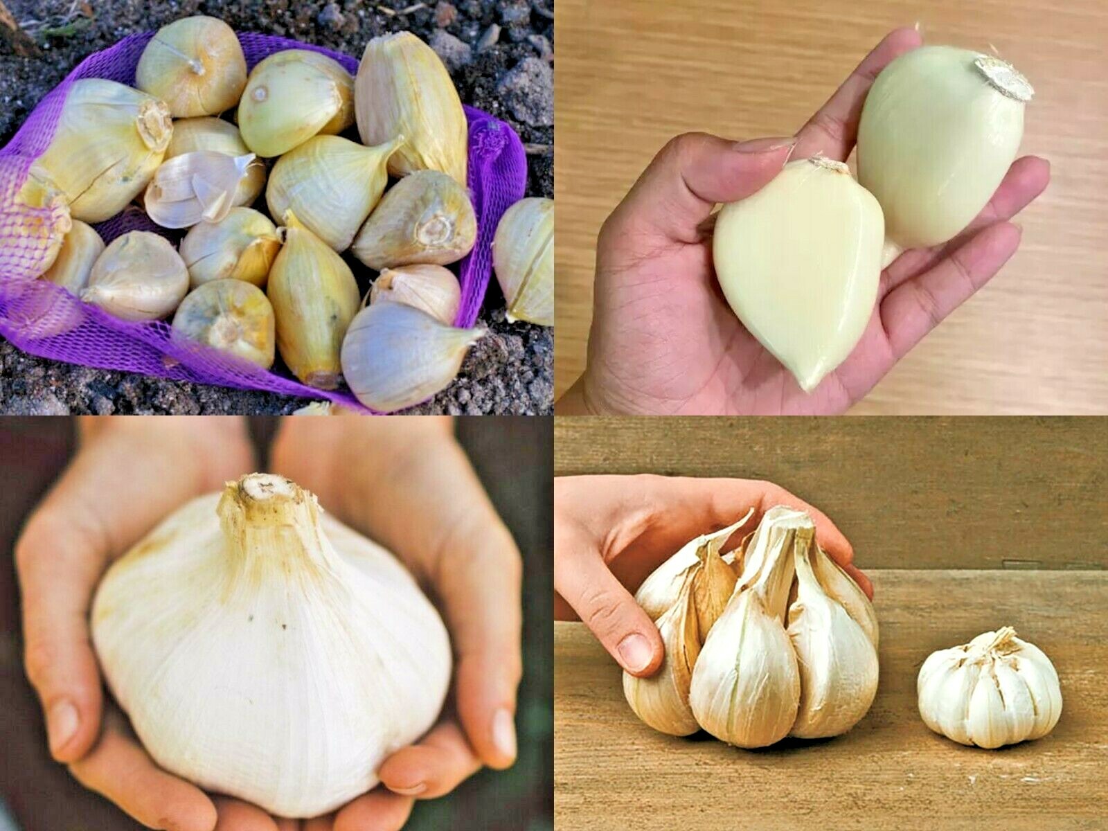 Garlic, Elephant Garlic cloves Fresh harvest healthy USA garlic cloves GC02-003
