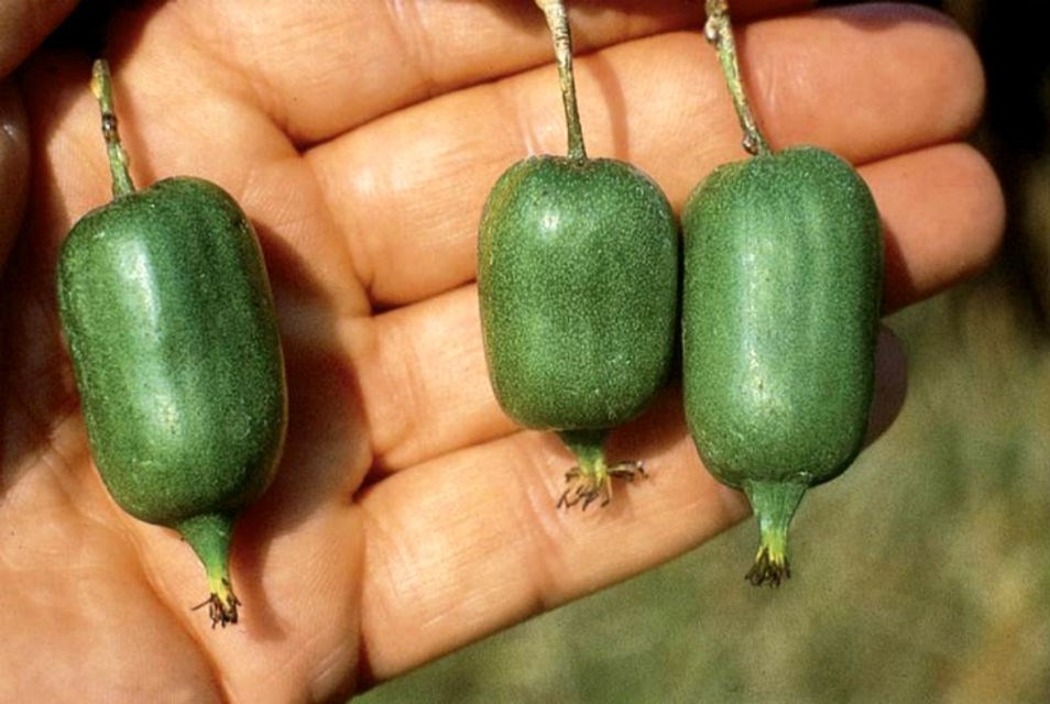 Issai Kiwi Seeds! Grows 100 #’s of mini fruits per plant! No Fuzz