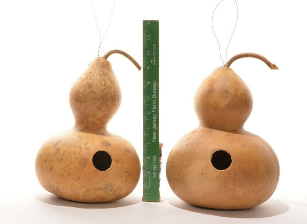 20+BIRDHOUSE BOTTLE GOURD Seeds Native Heirloom Vine Crafts Birds Hobby Garden