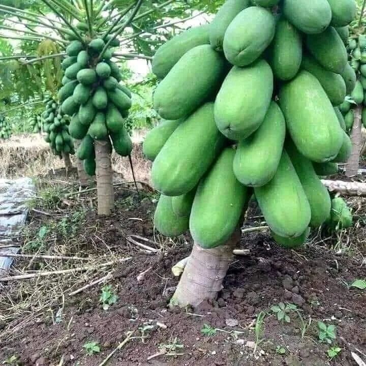 55 Calina True Dwarf Papaya FRESH Seeds .9 months from seeds. Tracking#