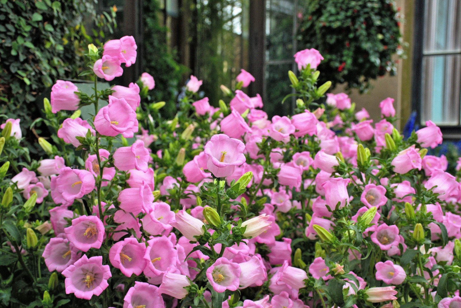200 ROSE PINK CANTERBURY BELLS – CAMPANULA Medium Flower Seeds *Comb S/H