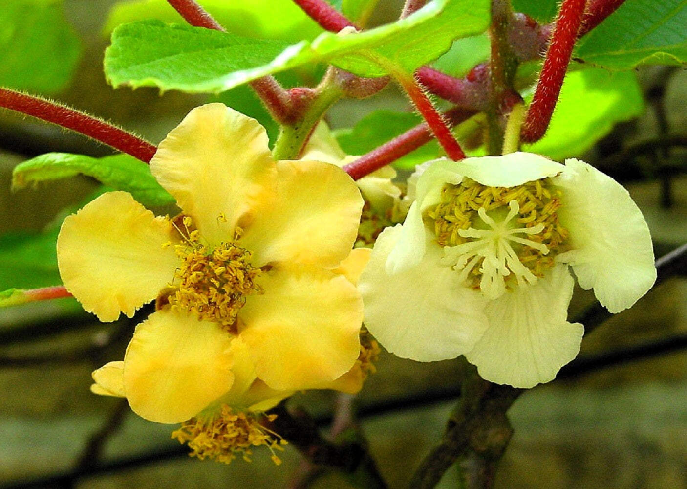 50 GOLDEN KIWI FRUIT Yellow Actinidia Chinensis Kiwifruit Gooseberry Vine Seeds