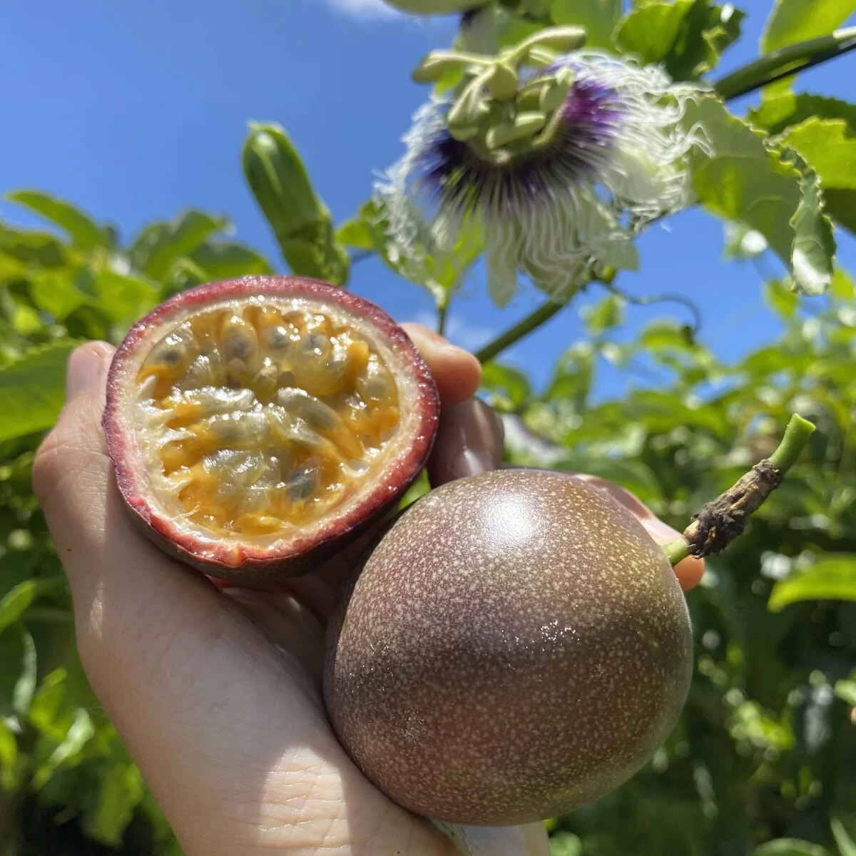 Passiflora edulis Purple Passion Fruit Seeds (20) / ORGANIC / BUTTERFLY HOST