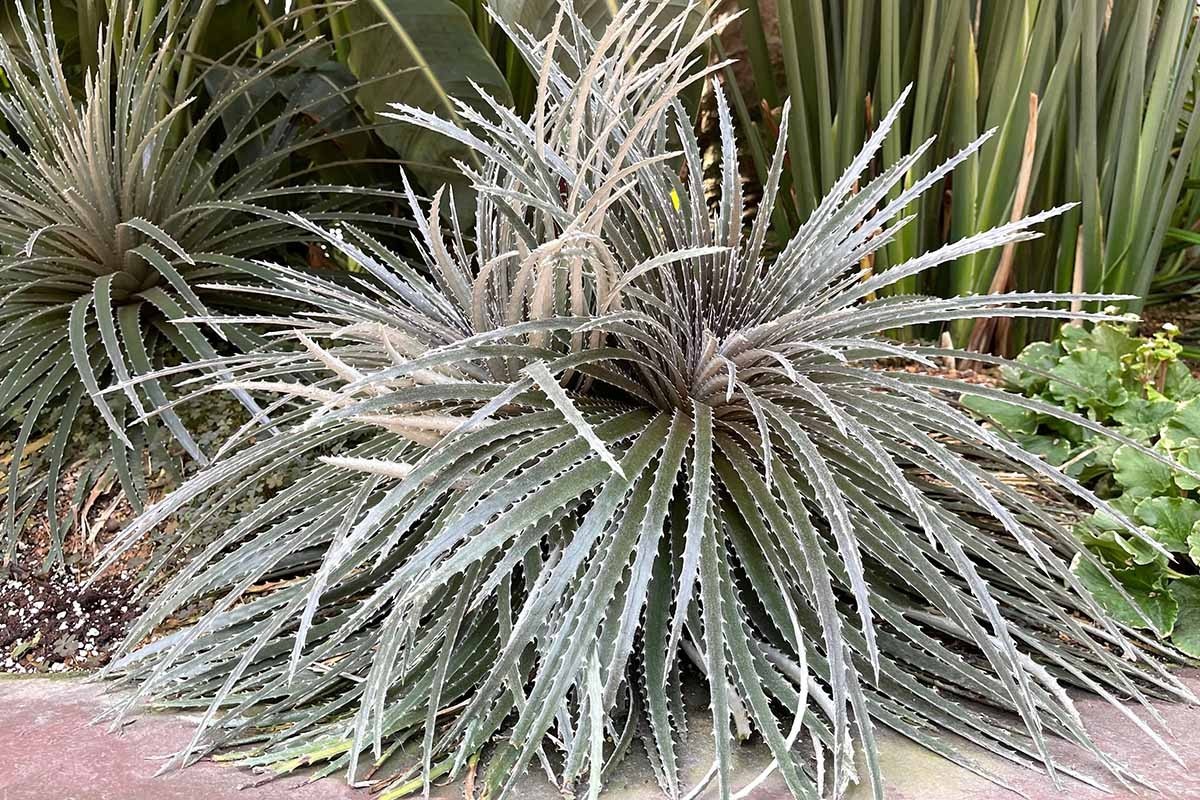 Dyckia fosteriana ( bromeliad ), 15 seeds